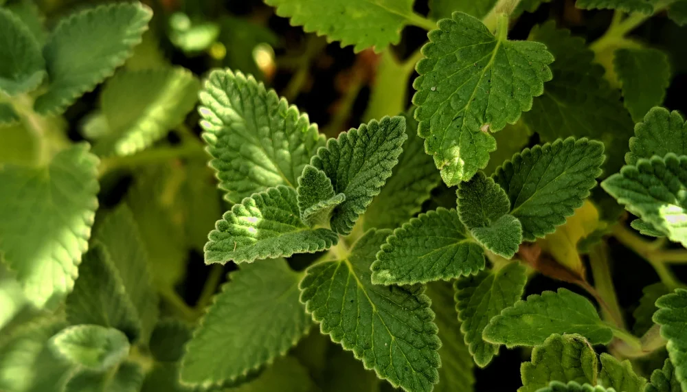 Quels sont les bienfaits du thé à la menthe poivrée ?