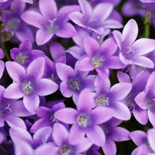 Note de tête: Violette