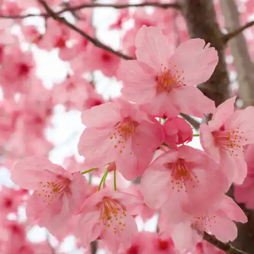 Note de tête: Fleurs de cerisier