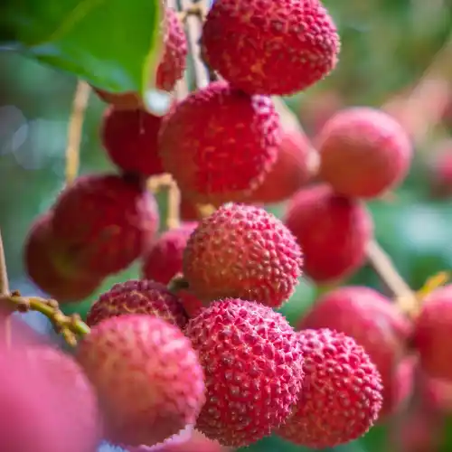 Note de tête: Litchi