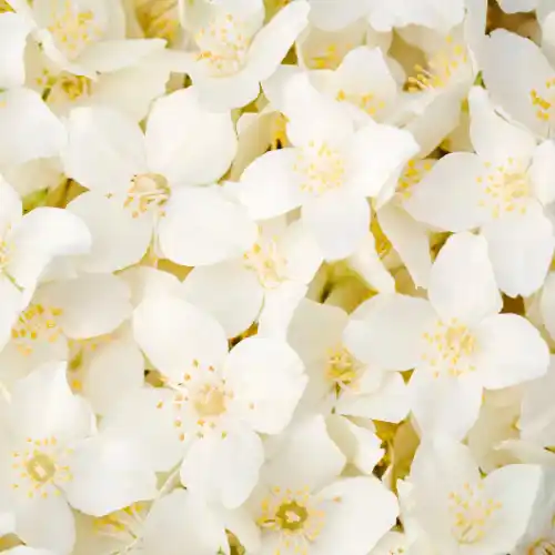 Note de coeur: Jasmin
