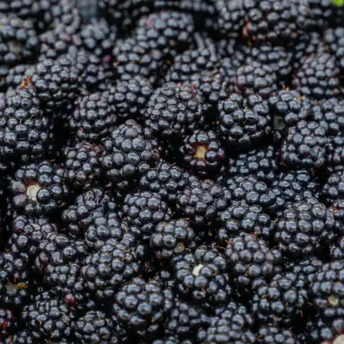 Note de tête: Mûres