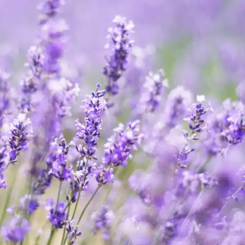 Note de tête: Lavande