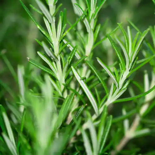 Note de coeur: Romarin