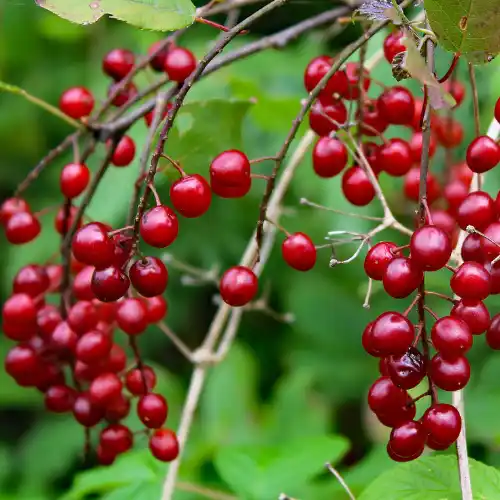 Note de tête: Baies sauvages