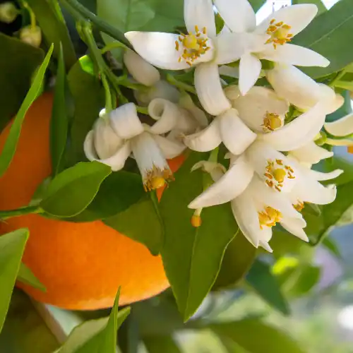 Note de coeur: Fleurs d'oranger