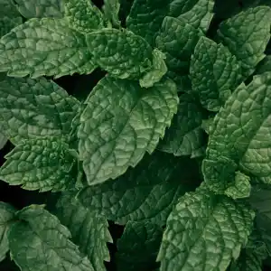 Note de coeur: Menthe