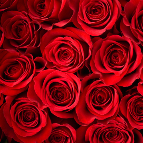 Note de tête: Rose