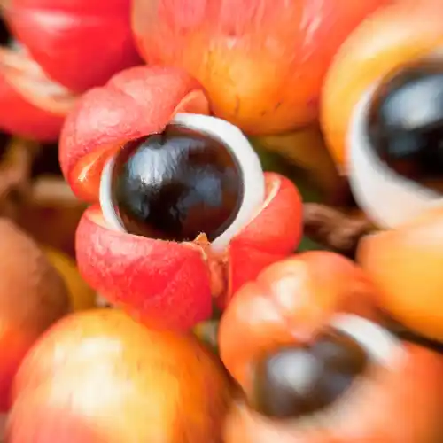 Note de tête: Guarana