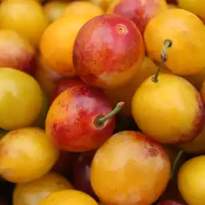 Note de tête: Mirabelle