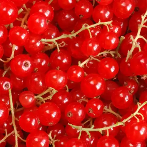 Note de tête: Groseille