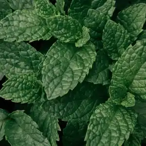 Note de tête: Menthe