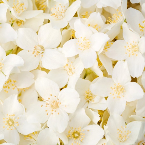 Note de tête: Jasmin