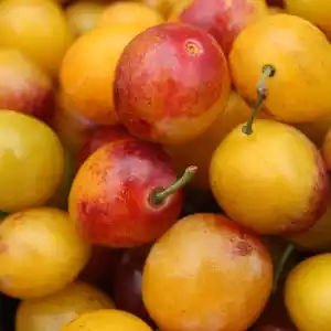 Note de tête: Mirabelle